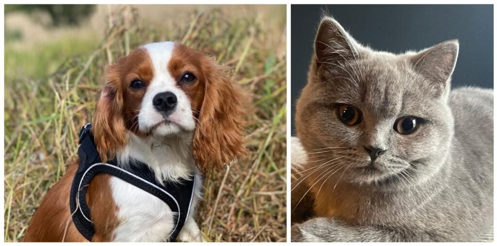 New Puppy / Kitten murmur clinic